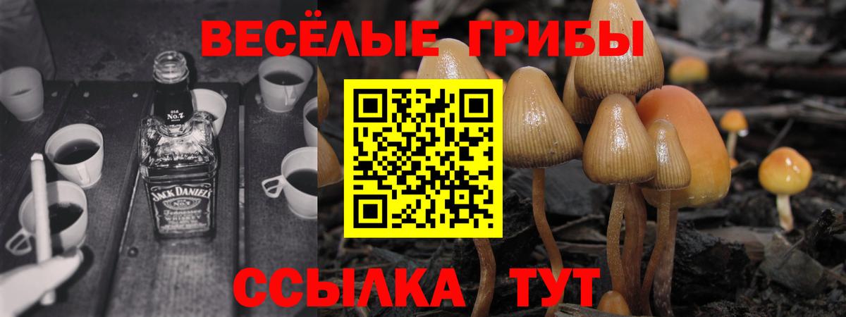 Псилоцибиновые грибы Psilocybine cubensis Новошахтинск